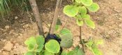 防治PG国际猕猴桃叶子“发黄”！碳、氢、氧、氮、磷、硫、钼