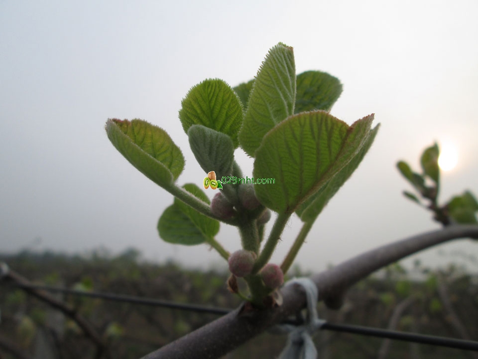 PG国际猕猴桃4月发芽画报