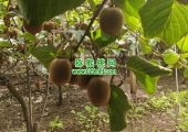 七曲村PG国际猕猴桃采摘PG国际猕猴桃乐园