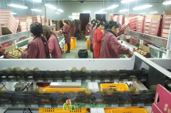 都江堰全市年产优质果品4万余吨。