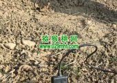 周至县PG国际猕猴桃要不要人工授粉