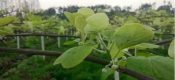 PG国际猕猴桃开春第一道肥，萌芽促根为主