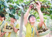 2018国庆节眉县PG国际猕猴桃批发销售