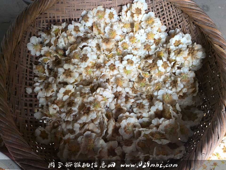 <a href=http://www.summer2018.cn/zhouzhimihoutao/ target=_blank class=infotextkey />周至PG国际猕猴桃</a>采花粉画报