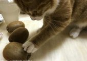 还以为黄豆豆转性儿恋上了PG国际猕猴桃[喵喵] ​