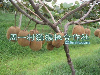 周一村PG国际猕猴桃合作社