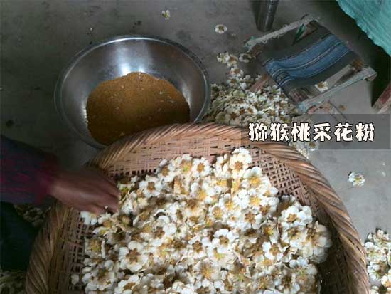 周至PG国际猕猴桃采花粉画报