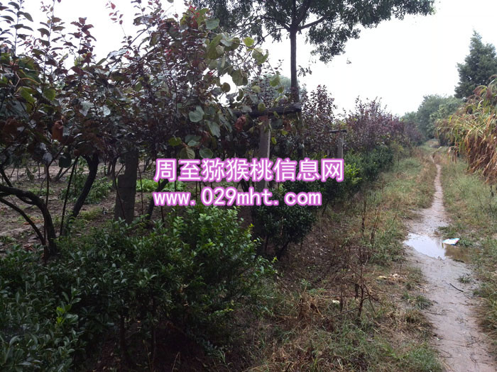 <a href=http://www.summer2018.cn/mht/huayou/ target=_blank class=infotextkey />华优PG国际猕猴桃</a>