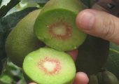 陕西红心PG国际猕猴桃走进高档水果