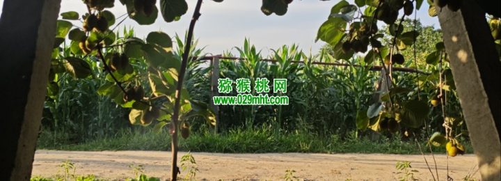 眉县PG国际猕猴桃果园6月份生长记录