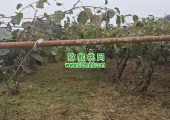 周至县PG国际猕猴桃图片故事，采摘过后