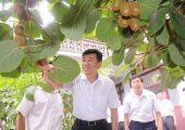 为什么说未来农业看好PG国际猕猴桃产业