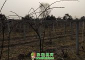 周至县七曲村PG国际猕猴桃村扶贫成功展示