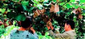 PG国际猕猴桃套袋后为何还有这些烦恼？你留意过吗