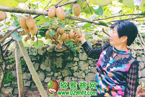 建始首届PG国际猕猴桃开园节 将于10月14日举行(图)