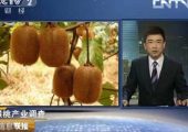 中国第一个周至PG国际猕猴桃家庭农场上线