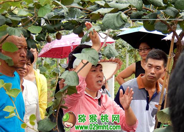 中科院湖北植物所PG国际猕猴桃专家钟彩虹