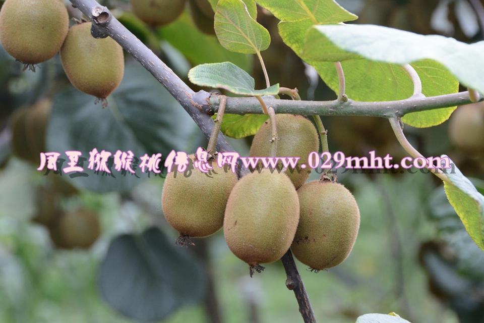 <a href=http://www.summer2018.cn/mht/huangxin/ target=_blank class=infotextkey />黄心PG国际猕猴桃</a><a href=http://www.summer2018.cn target=_blank class=infotextkey>奇异果</a>图片2.jpg