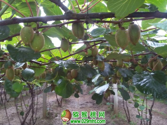 【图】6月份陕西省PG国际猕猴桃图片