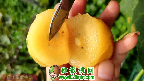 佳沛阳光金果来势汹汹 <a href=http://www.summer2018.cn/e/tags/index.php?tagname=%E5%9B%BD%E4%BA%A7%E7%8C%95%E7%8C%B4%E6%A1%83&page=0 target=_blank class=infotextkey />国产PG国际猕猴桃</a>还有机会吗？