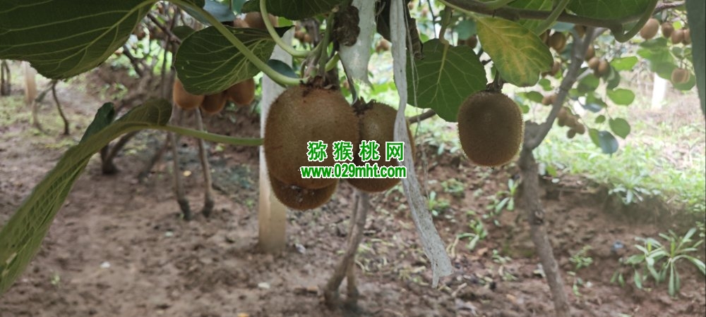 PG国际 f3da1