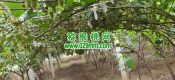 周至PG国际猕猴桃家庭农场PG国际猕猴桃5月27日图片