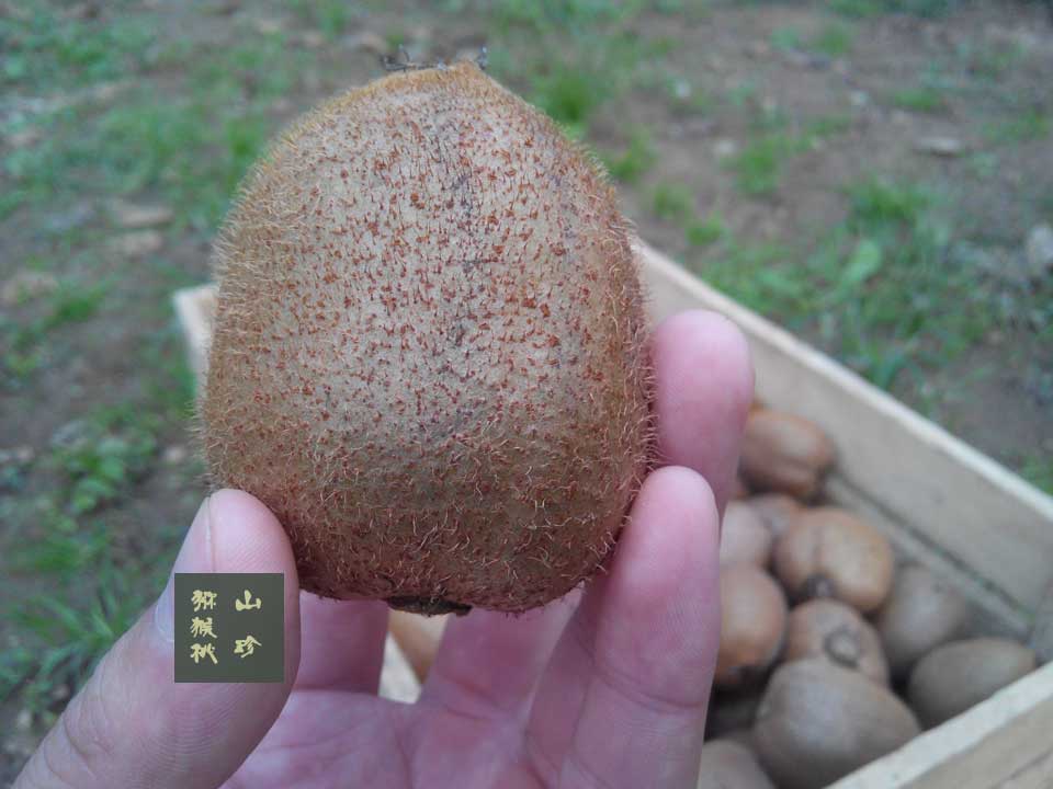 2014年10月徐香PG国际猕猴桃画报