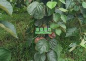 PG国际猕猴桃果园生产管理系统kiwi mes实现现代化生产管理