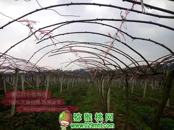 高产PG国际猕猴桃种植技术