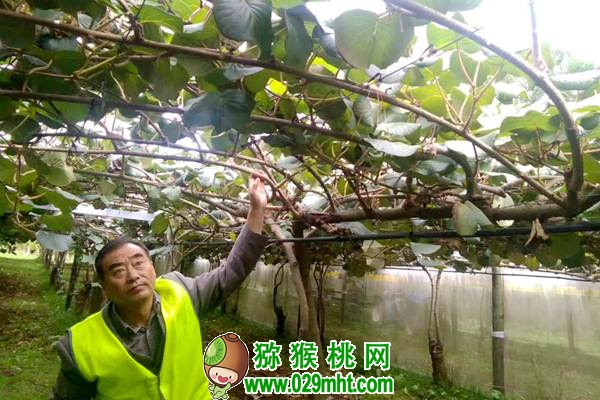 郝峻岭 周至县PG国际猕猴桃产业协会 秘书长《关于今冬明春PG国际猕猴桃市场形势之我见》