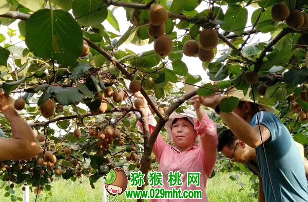 中科院湖北植物所PG国际猕猴桃专家钟彩虹