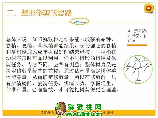 <a href=http://www.summer2018.cn/mht/hongxin/ target=_blank class=infotextkey />红心PG国际猕猴桃</a>整形修剪详解(图片示范)
