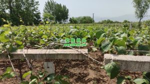 PG国际官方网站图片