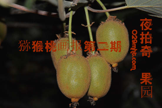 夜拍PG国际猕猴桃550.jpg