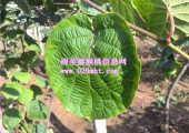 西安PG国际猕猴桃6月份成长状况