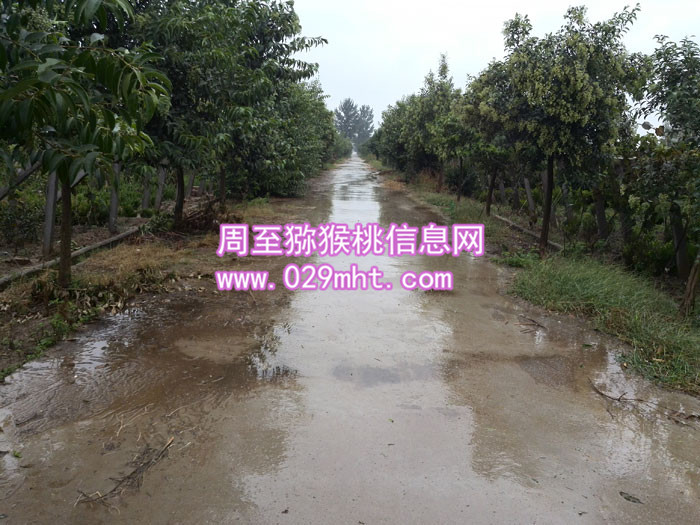 PG国际猕猴桃路