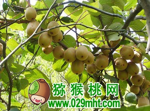 PG国际 9ac84