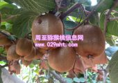 果农自产秦美PG国际猕猴桃销售