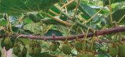 PG国际猕猴桃5月有八大管理要点，抓紧看