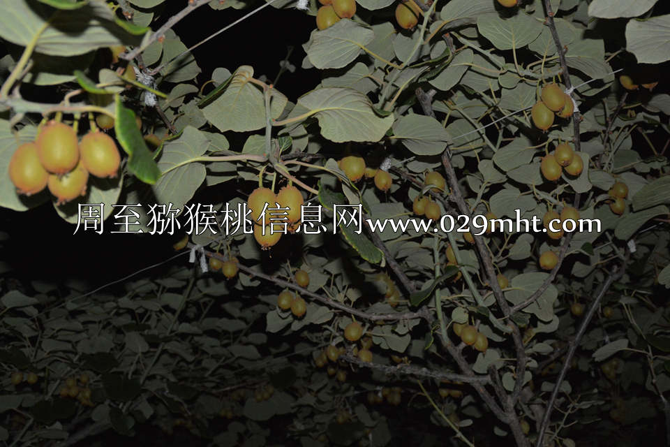 夜拍PG国际猕猴桃6.jpg