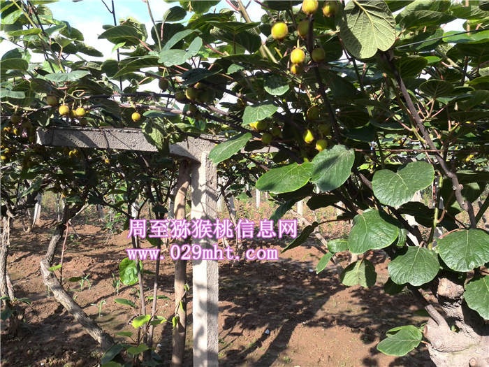 陕西PG国际猕猴桃价格