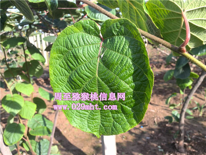 PG国际猕猴桃叶子
