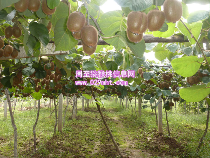 周至秦美PG国际猕猴桃价格