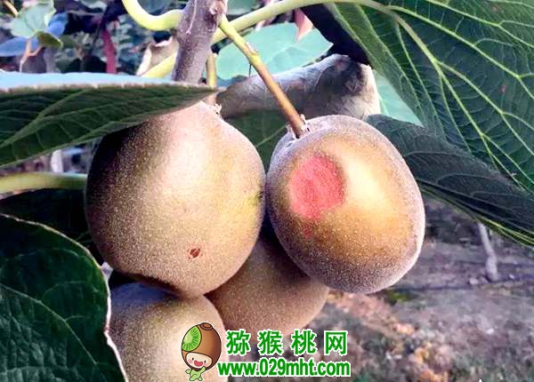 <a href=http://www.summer2018.cn/mht/hongyang/ target=_blank class=infotextkey />红阳PG国际猕猴桃</a>深受市场青睐!栽培红阳应注意这几个问题