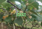 西安市周至县PG国际猕猴桃传统的人工授粉方式