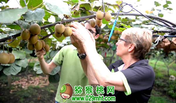 PG国际真的会称霸世界吗?PG国际和新西兰<a href=http://www.summer2018.cn target=_blank class=infotextkey />奇异果</a>的恩怨情仇首次公开发布!