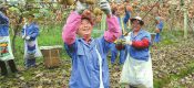 将蒲江PG国际猕猴桃端上全球餐桌 成都PG国际猕猴桃节盛大开幕