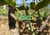 陕西眉县PG国际猕猴桃祝大家五一快乐！