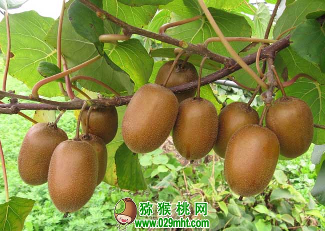 PG国际猕猴桃种植前景
