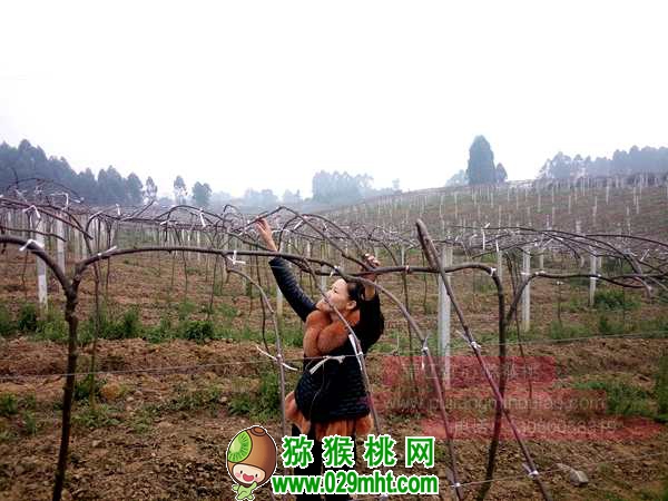 高产PG国际猕猴桃种植技术